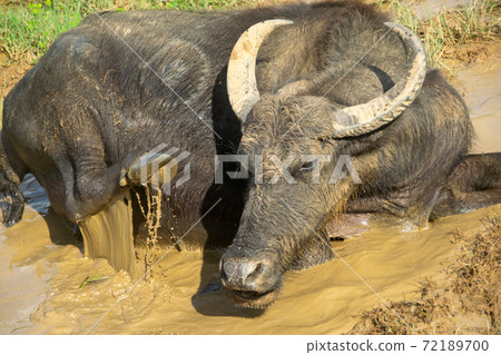 Buffalo in Yala National Park, Sri Lanka feels good in the mud 72189700