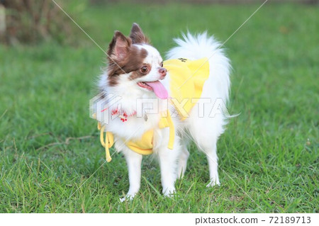 Chiwawa穿著黃色 Chiwawa穿著黃色 72189713