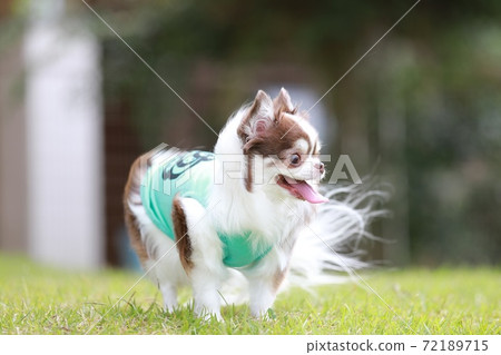 Chihuahua blown by the wind 72189715