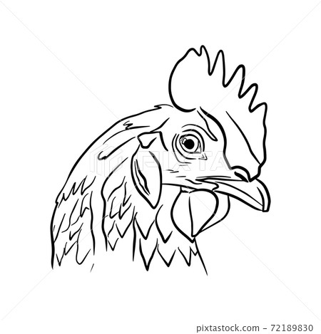 Outline sketch of rooster head in profile 72189830