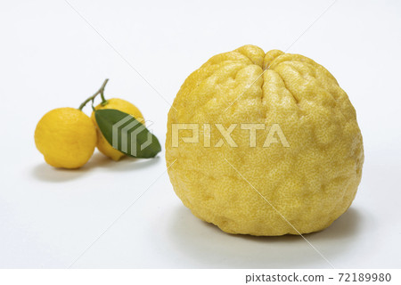 惡魔柚子石獅柚子 惡魔柚子石獅柚子 72189980