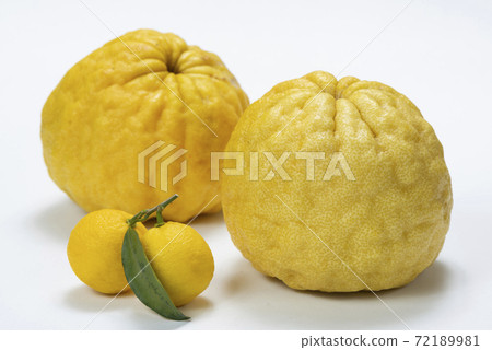 惡魔柚子石獅柚子 72189981