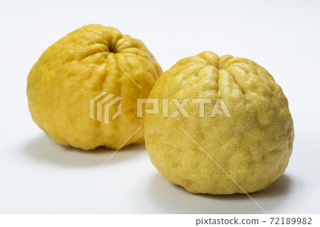 惡魔柚子石獅柚子 惡魔柚子石獅柚子 72189982