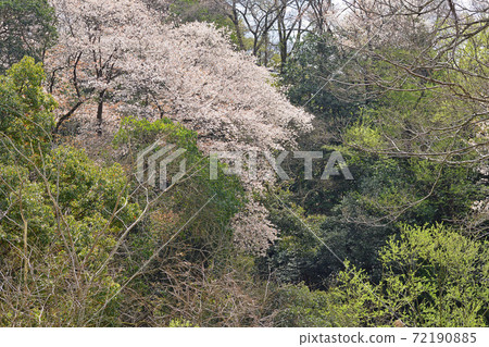 ≪Sakura in Nango Park, Kameoka, Kyoto≫ Spring image of a place related to Akechi Mitsuhide ≪Sakura in Nango Park, Kameoka, Kyoto≫ Spring image of a place related to Akechi Mitsuhide 72190885
