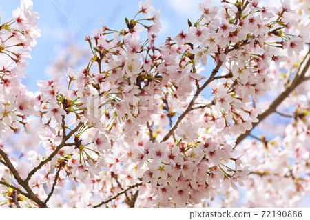 ≪Sakura in Nango Park, Kameoka, Kyoto≫ Spring image of a place related to Akechi Mitsuhide ≪Sakura in Nango Park, Kameoka, Kyoto≫ Spring image of a place related to Akechi Mitsuhide 72190886