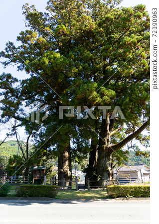 [Shizuoka Prefecture] Funagira's Nihonsugi 72190963