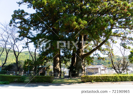 [Shizuoka Prefecture] Funagira's Nihonsugi 72190965