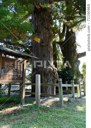 [Shizuoka Prefecture] Funagira's Nihonsugi 72190969