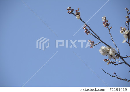 花草樹木和藍天 花草樹木和藍天 72191419