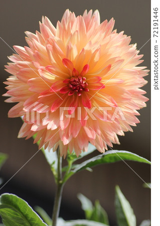 Dahlia flower Dahlia flower 72191446