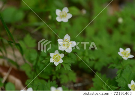 Sanrinsou的白花 Sanrinsou的白花 72191463