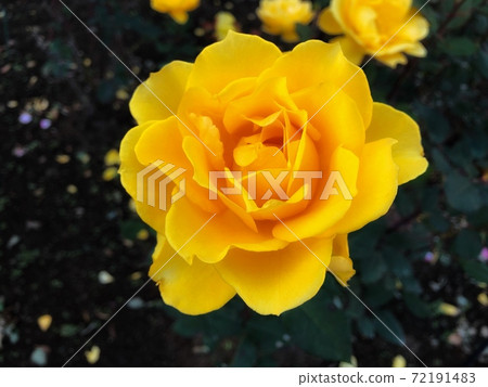A close-up view of the yellow rose of Henry Fonda, a flowering flower A close-up view of the yellow rose of Henry Fonda, a flowering flower 72191483