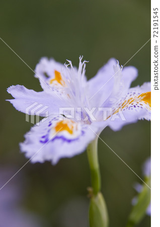 賈加花盛開。 賈加花盛開。 72191545