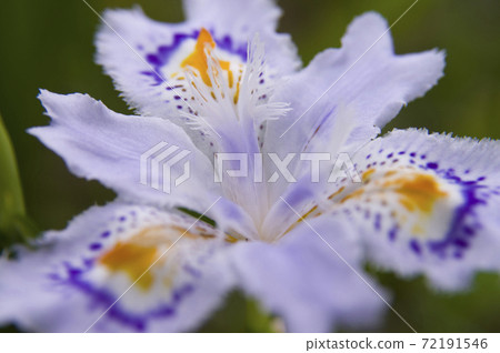 賈加花盛開。 賈加花盛開。 72191546