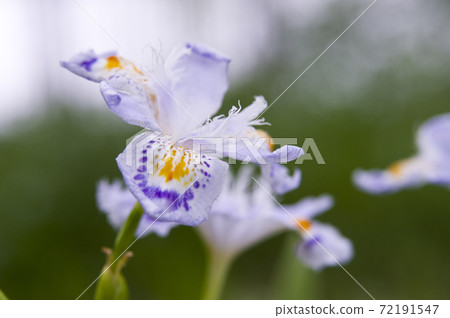 賈加花盛開。 賈加花盛開。 72191547