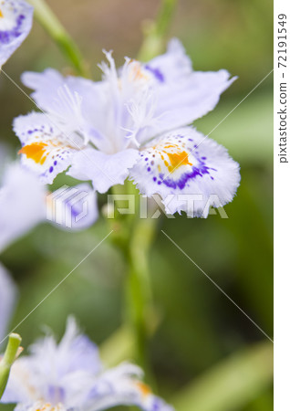 賈加花盛開。 賈加花盛開。 72191549