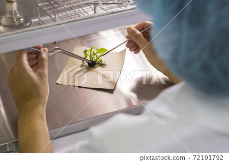 Plant being dissected in lab laboratory of plant tissue culture Plant being dissected in lab laboratory of plant tissue culture 72191792