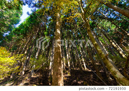 Sugi forest grove Sugi forest grove 72191930