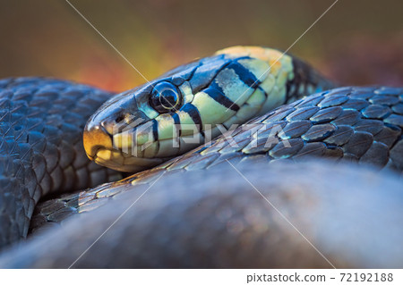 Portrait of beautiful grass snake - Natrix natrix Portrait of beautiful grass snake - Natrix natrix 72192188