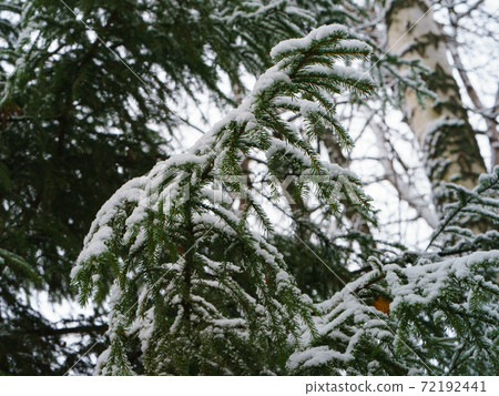 Snowy Russian winter coming into forest. Concept of the beauty in nature despite the cold. Different trees had been covered by hoarfrost. Snowy Russian winter coming into forest. Concept of the beauty in nature despite the cold. Different trees had been covered by hoarfrost. 72192441