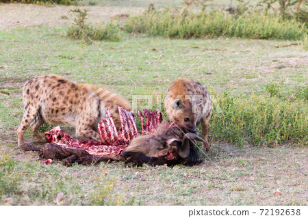 Hyenas eating wildebeest, Serengeti National Park, Africa 72192638