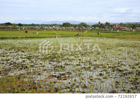 Rice cultivation near Lake Manyara, Tanzania, Africa 72192657