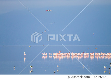 Flock of pink flamingos from Lake Manyara, Tanzania 72192660