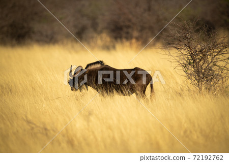 Black wildebeest stands in profile near bush 72192762