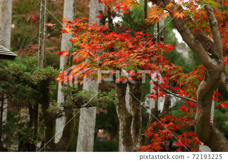 秋天美麗的葉子 72193225