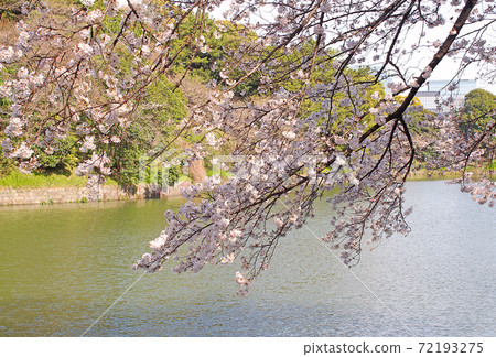 [東京] Chidorigabuchi：護城河上閃耀的櫻花 72193275