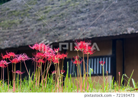 Cluster amaryllis and thatched roof 72193473