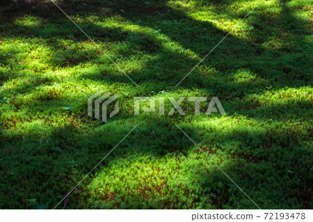 閃著光芒的苔蘚林地(滋賀縣比叡山) 閃著光芒的苔蘚林地(滋賀縣比叡山) 72193478