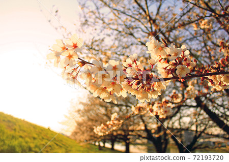 <春季圖像>夕陽照亮的櫻花(背光) <春季圖像>夕陽照亮的櫻花(背光) 72193720