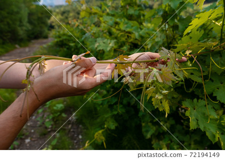 Close up of the hands of a vintner or grape farmer inspecting the grape harvest. Close up of the hands of a vintner or grape farmer inspecting the grape harvest. 72194149