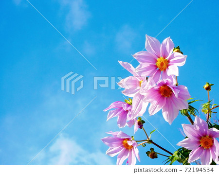 達莉亞皇帝達莉亞鋸齒狀葉子高植物高度晚秋花 72194534