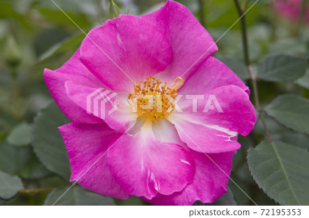 The pink roses in the rose garden are in full bloom. The name of this rose is County Fair. The pink roses in the rose garden are in full bloom. The name of this rose is County Fair. 72195353