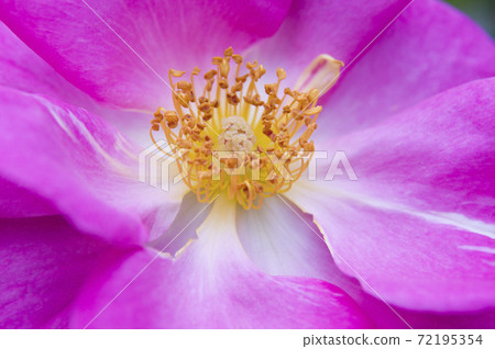 The pink roses in the rose garden are in full bloom. The name of this rose is County Fair. The pink roses in the rose garden are in full bloom. The name of this rose is County Fair. 72195354