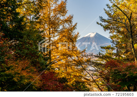 [山梨縣]富士山新倉山淺間公園秋葉1 72195603
