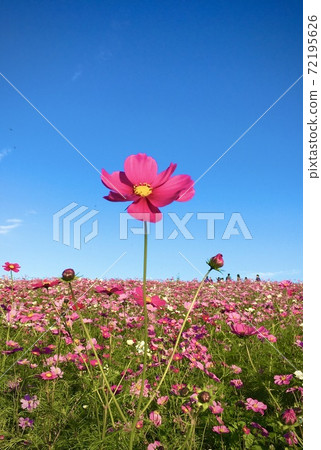 Hitachi Seaside Park Cosmos Hitachi Seaside Park Cosmos 72195626