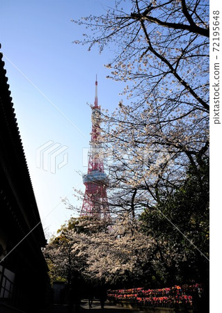 Scenery of cherry blossoms in Shiba Park, Tokyo Tower, and Mizuko Jizo at Zojoji Temple 72195648