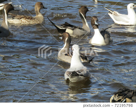 在Inage Kaihin公園的池塘中，冬季候鳥，百合海鷗和onagagamo 72195798