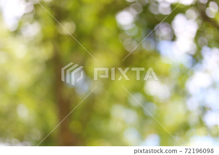 Green bokeh of garden trees. Green bokeh of garden trees. 72196098