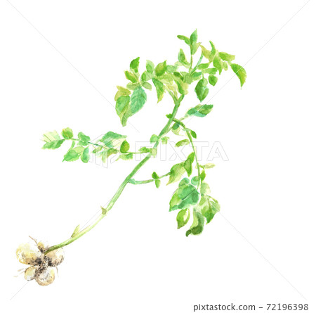 馬鈴鐺土豆與葉子剛挖出領域馬鈴薯白色背景與副本susu [手繪水彩插圖] 72196398