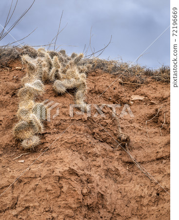 plains prickly pear cactus on a canyon wall 72196669