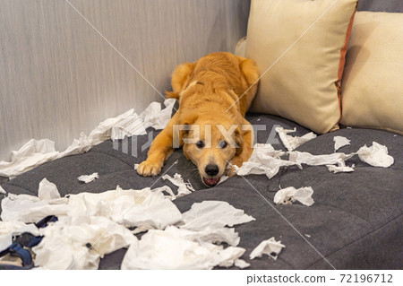 Mischief golden dog playing with white tissue papers on sofa Mischief golden dog playing with white tissue papers on sofa 72196712
