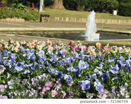 Blue flower viola in the front yard of Sanyo Media Flower Museum 72196739