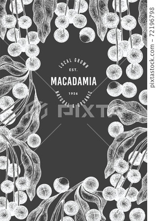 Hand drawn macadamia branch and kernels design template. Organic food vector illustration on chalk board. Vintage nut illustration. Engraved style botanical banner. 72196798