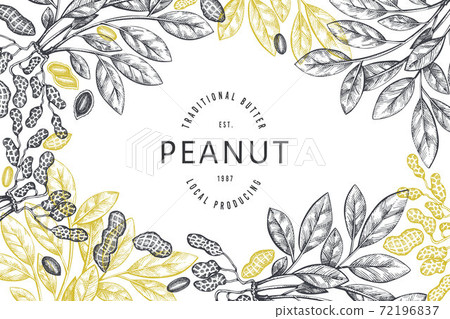 Hand drawn peanut branch and kernels design template. Organic food vector illustration on white background. Retro nut background. Engraved style botanical picture. 72196837