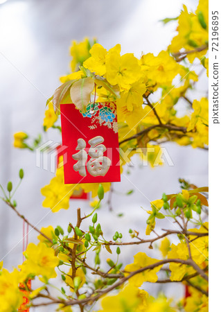 Lucky money hanging at apricot blossom tree, symbol of luck Lucky money hanging at apricot blossom tree, symbol of luck 72196895