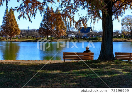 埼玉縣川越市川越水上公園水杉秋葉和池塘 72196999